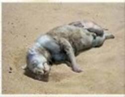 Thumbnail of Montauk Monster What is it? [new close up pics and size chart]